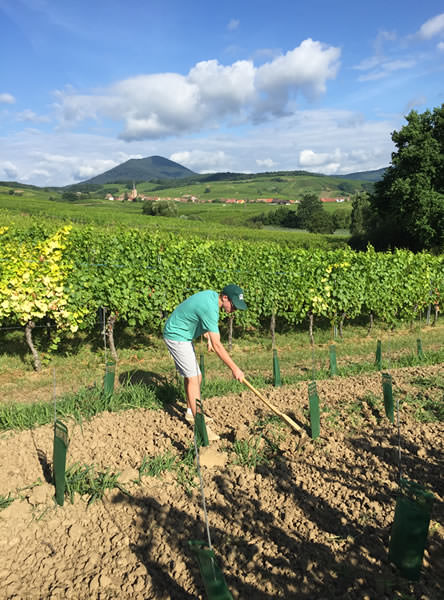 Nettoyage des jeunes plants