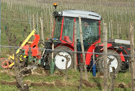 Butage du cavaillon